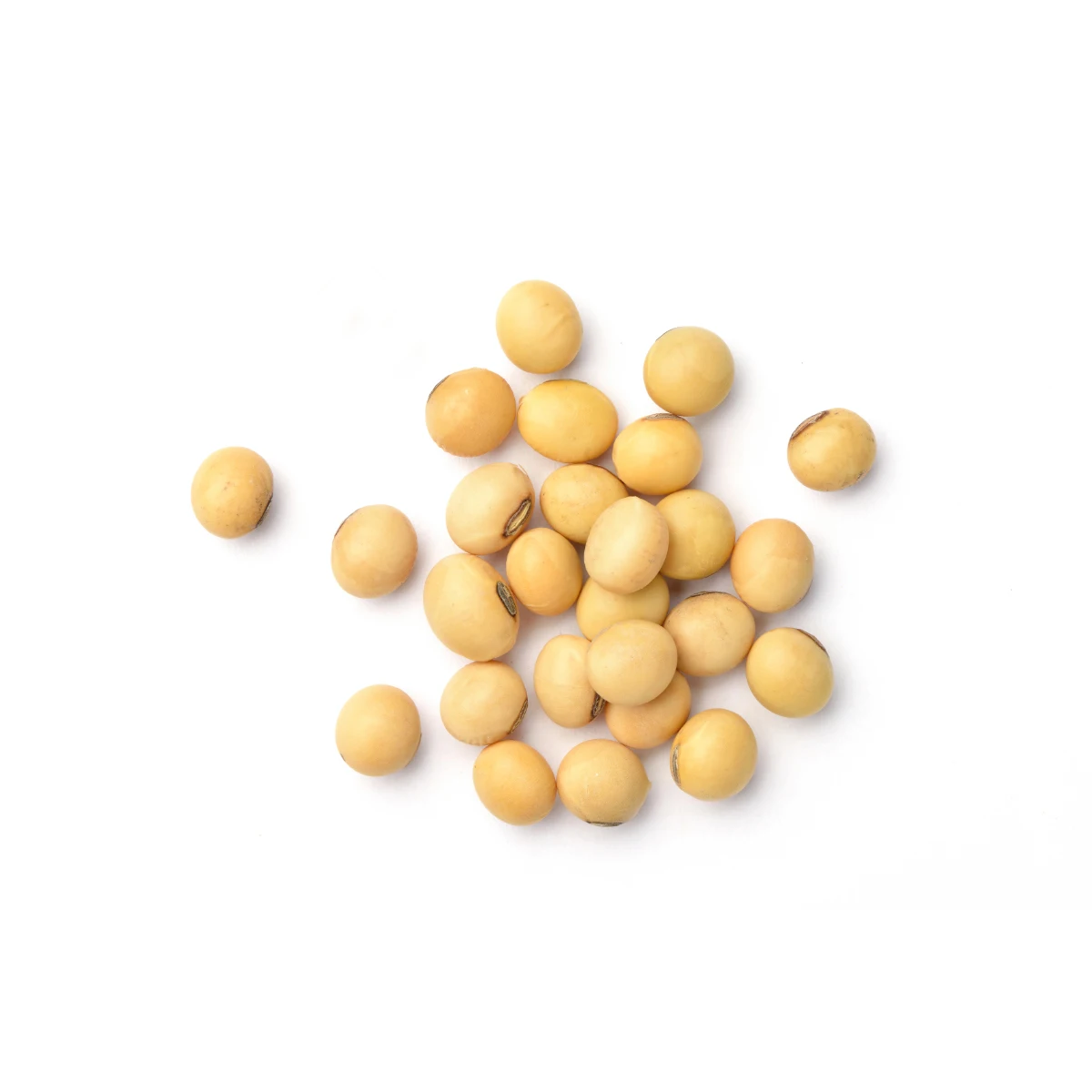 Non-gmo Organic Soybean seed Suppliers / Soya Bean price / Soybeans Brazil