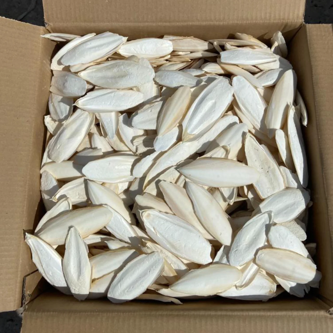 BEST PRICE CUTTLEFISH BONE Natural White Dried Bird Food Squid Cuttlebone for Bird Nutrition Supplement Cuttle fish Bones
