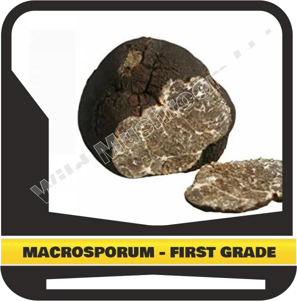 FRESH SMOOTH BLACK TRUFFLE MACROSPORUM - FIRST GRADE