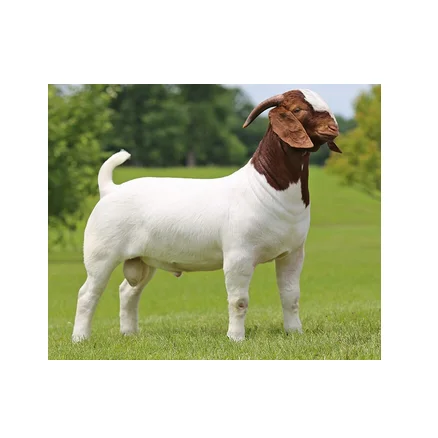 BOER GOATS Alive