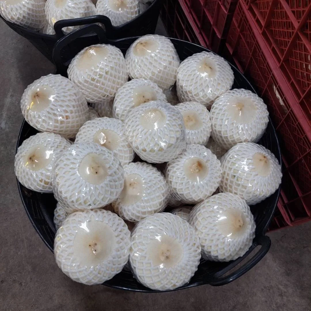 Свежий кокос премиум-класса из Таиланда, 100% натуральный свежий кокос премиум-класса, лучший продавец