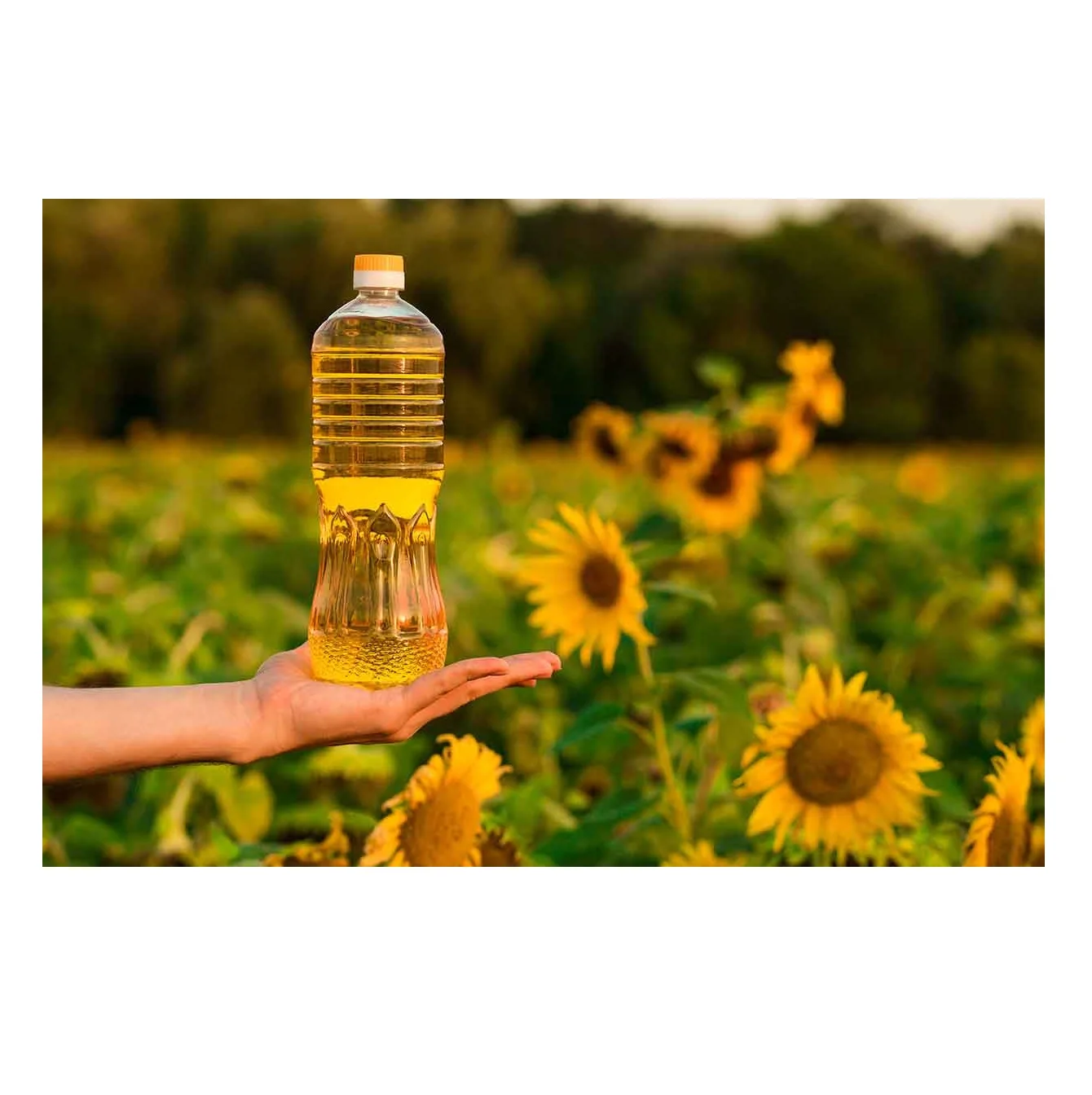 Wholesale Sunflower Oil Refined Edible Cooking