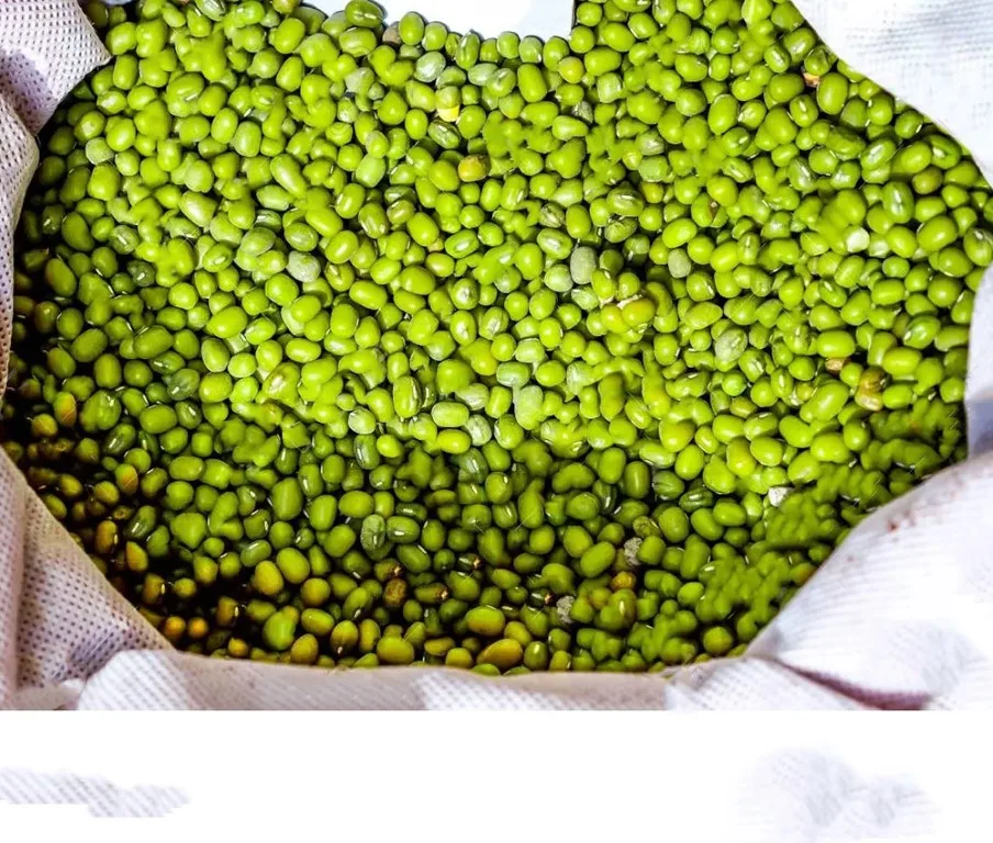 Wholesale Supplier of Bulk Fresh Stock Organic Green Lentils from Austria for Food Use Similar to Red Lentils and Chana Dal