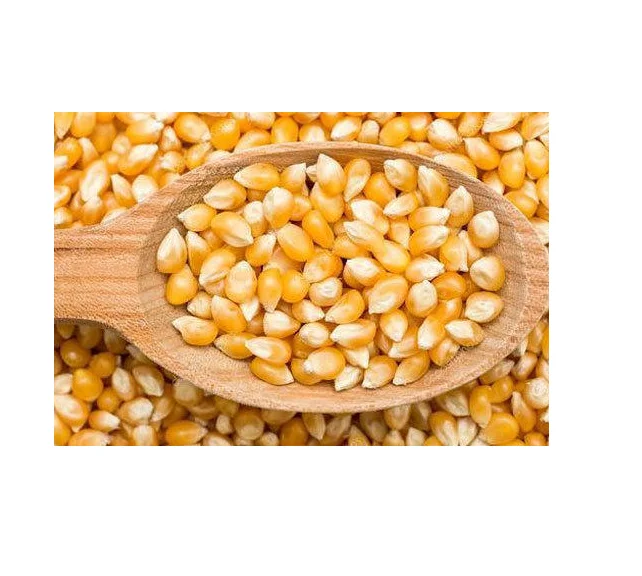 Affordable Yellow Corn for Human Consumption for Sale Great Value for Bulk Purchases Ideal for Home Cooks and Chefs