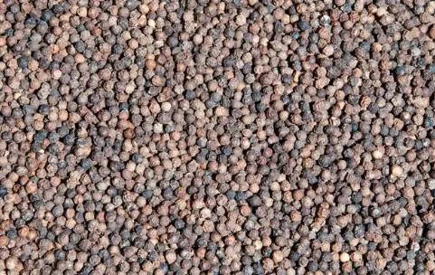 Black Peppercorn - Cheap Price Wholesale Hot Selling Rich Nutritious Hot Spicy Black