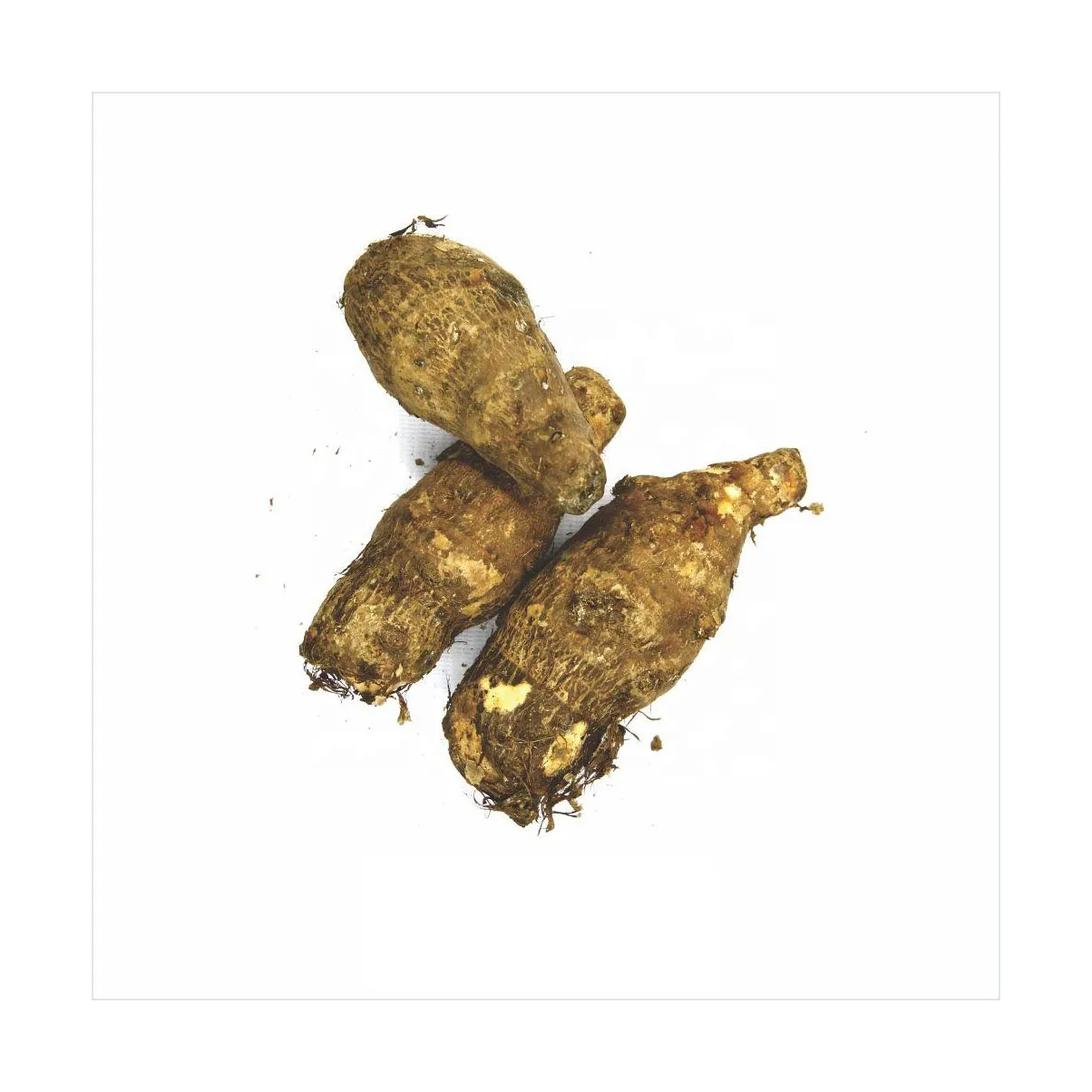 Organic New Crop Fresh Taro SA Origin