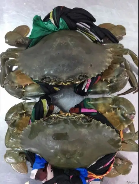 WHOLESALE MUD CRAB/ CRAB ROE /MEAT CRAB  HIGH QUALITY FROM CA MAU PROVINCE