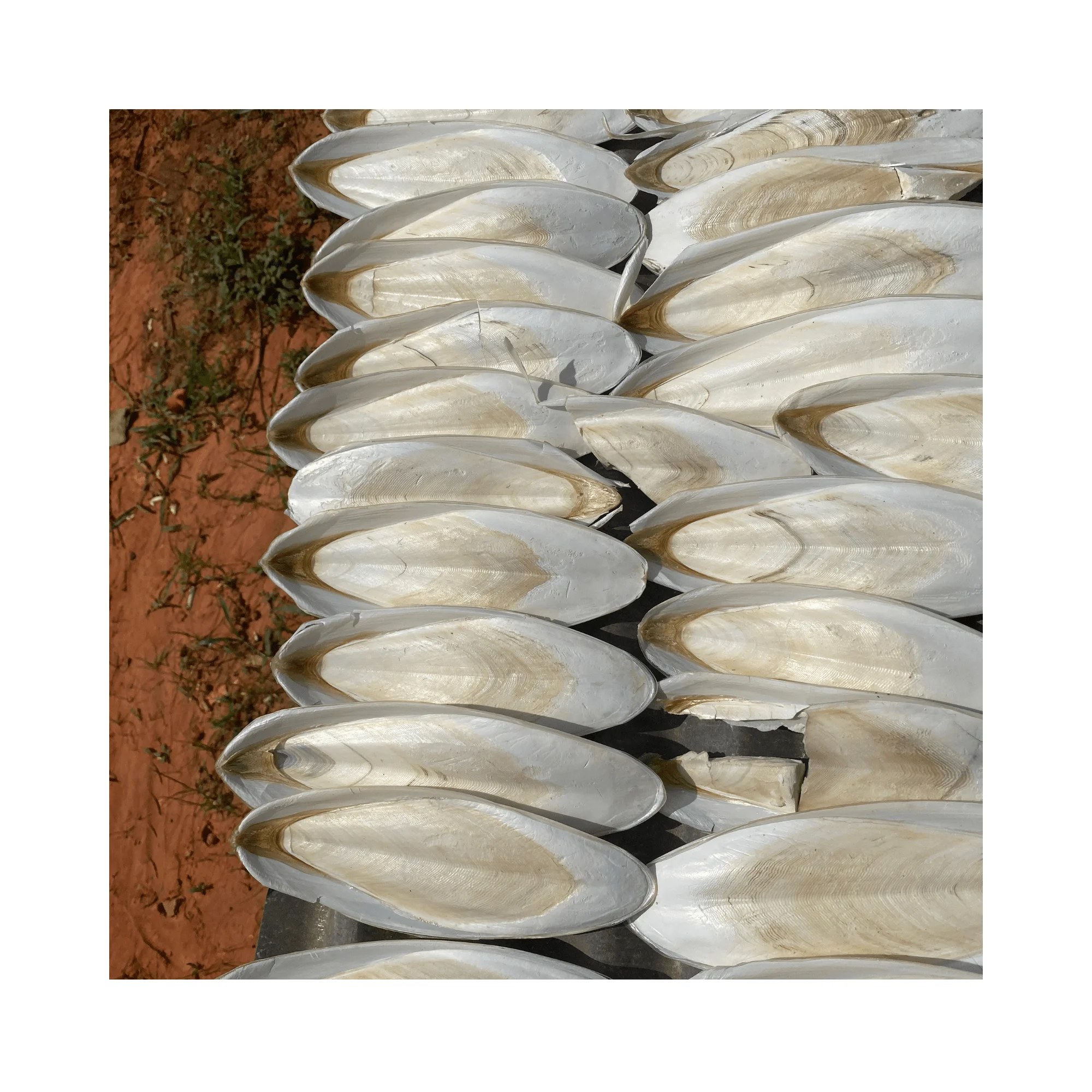 Dried Cuttlefish Bone - Fish Bones Dried Squid Bone With Competitive Price And Premium Quality Origin Vietnam 2024