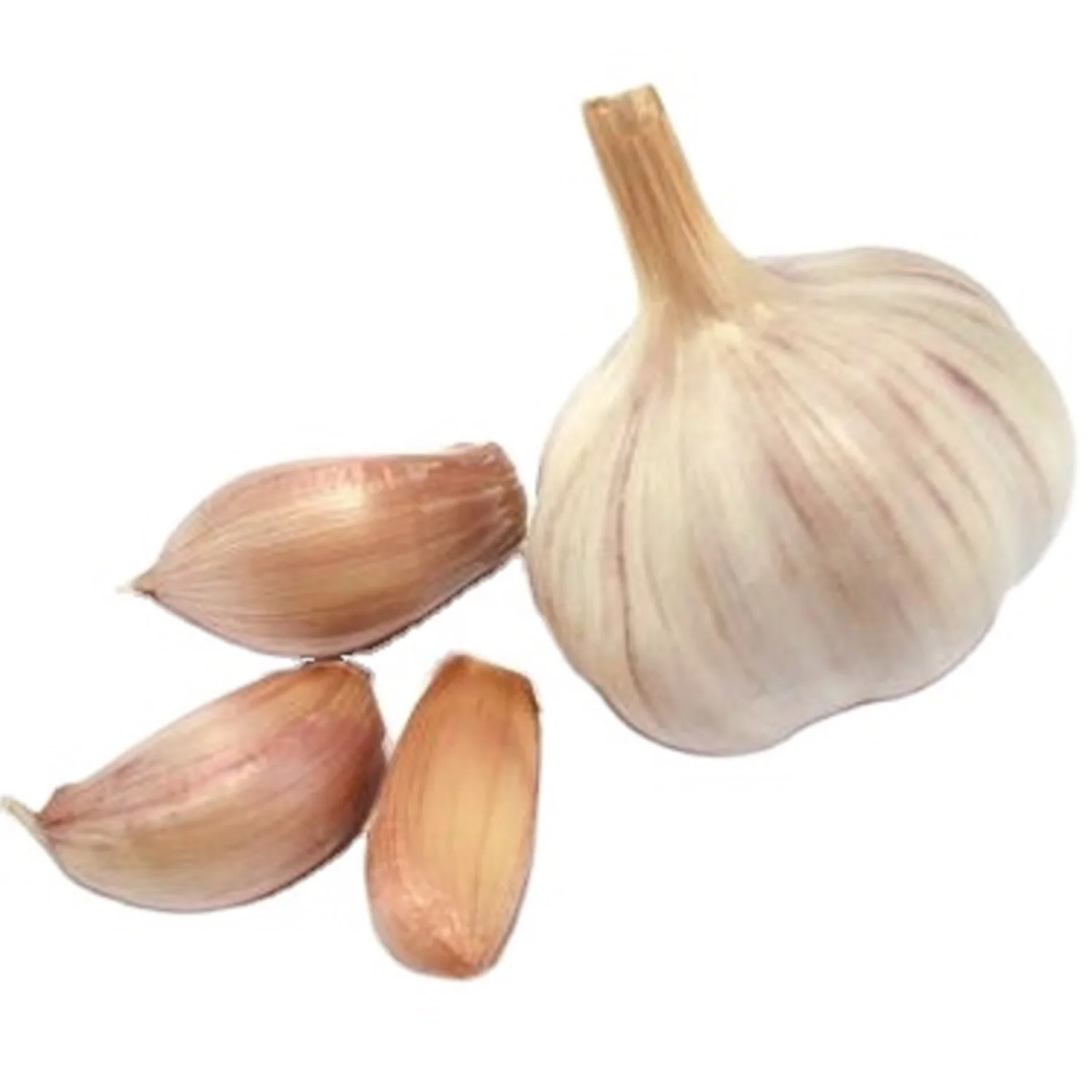 Fresh Red Garlic Garlics Garlicfresh Top Quality China Fresh Red Normal Purple White Garlic