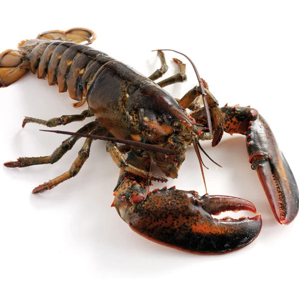 Wholesale Frozen Sea Food Lobsters/ Lobsters Tail/ Canadian Lobsters