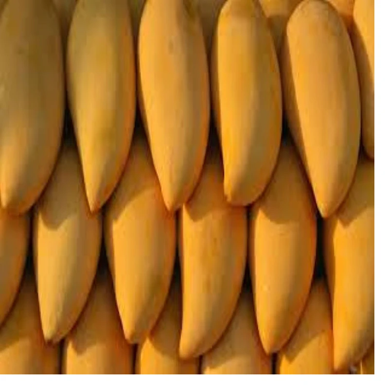 Premium export quality White Chaunsa Honey Mango from Pakistan organic sweet mango fresh fruit customization logo ODM