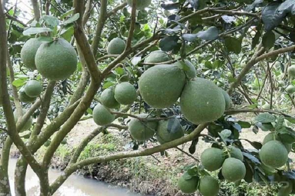 Grapefruit New Arrival - Vietnamese Green High Quality Export Standard Brix 10 13% Made in Ben Tre Vietnam