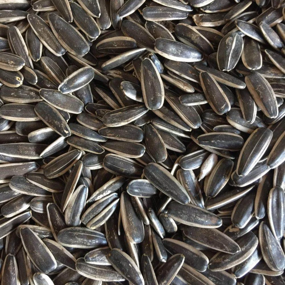 Sunflower seeds