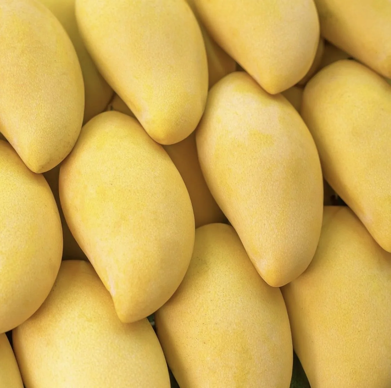 Thailand Export Quality  Best Selling Mangoes Known As Nam Dok Mai From  Thailand