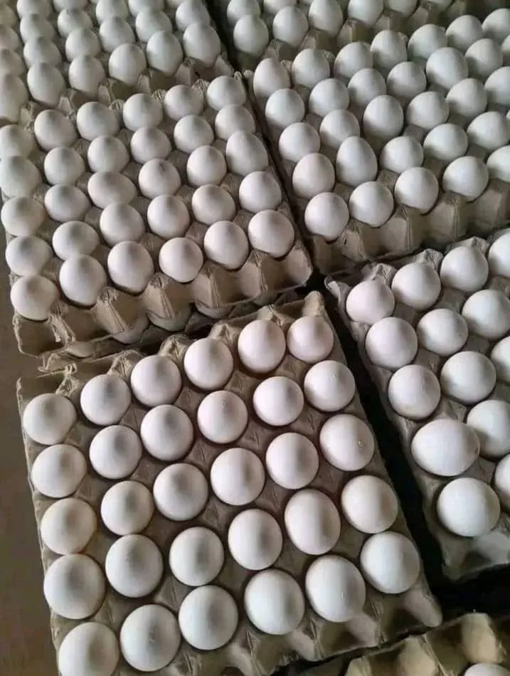Organic Fresh Chicken Table Eggs & Fertilized Hatching Eggs USA origin for human consumption/Fresh Chicken Table Eggs Brown