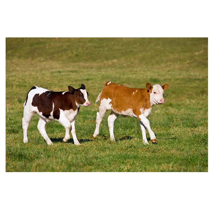 Brahman Calves Brahman Bulls | Pregnant Holstein Heifers cows | Holstein Friesian Dairy Cows