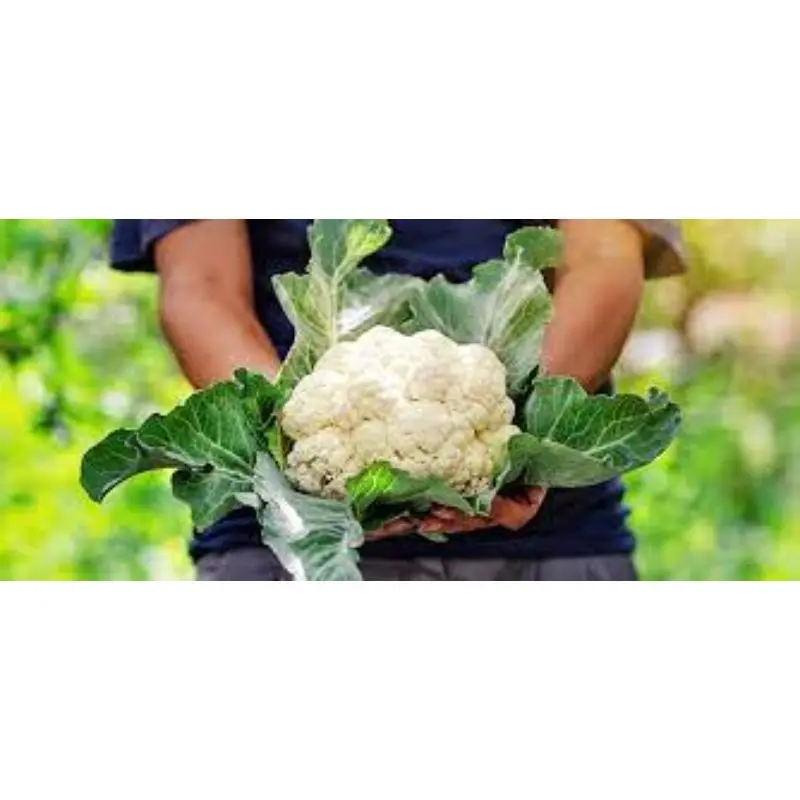 MN GLOBAL IMPEX 2022 best production for Cauliflower California Wonder