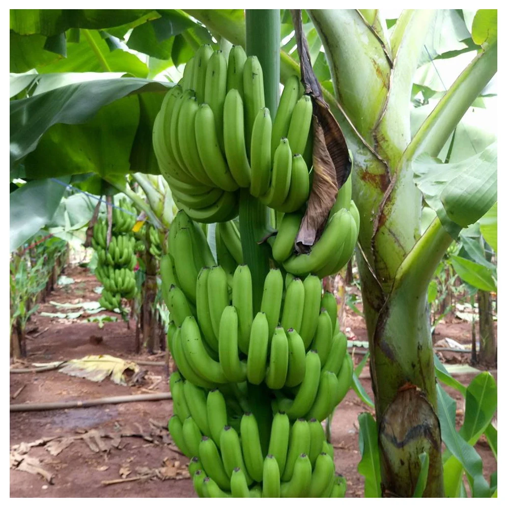 Wholesale Good Quality Competitive Price Delicious Flavor FRESH Natural Green Cavendish Bananas Lowest Price Fresh For Sale