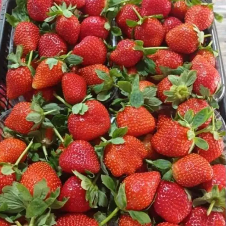 Now 2022 we start preparing for the new strawberry season