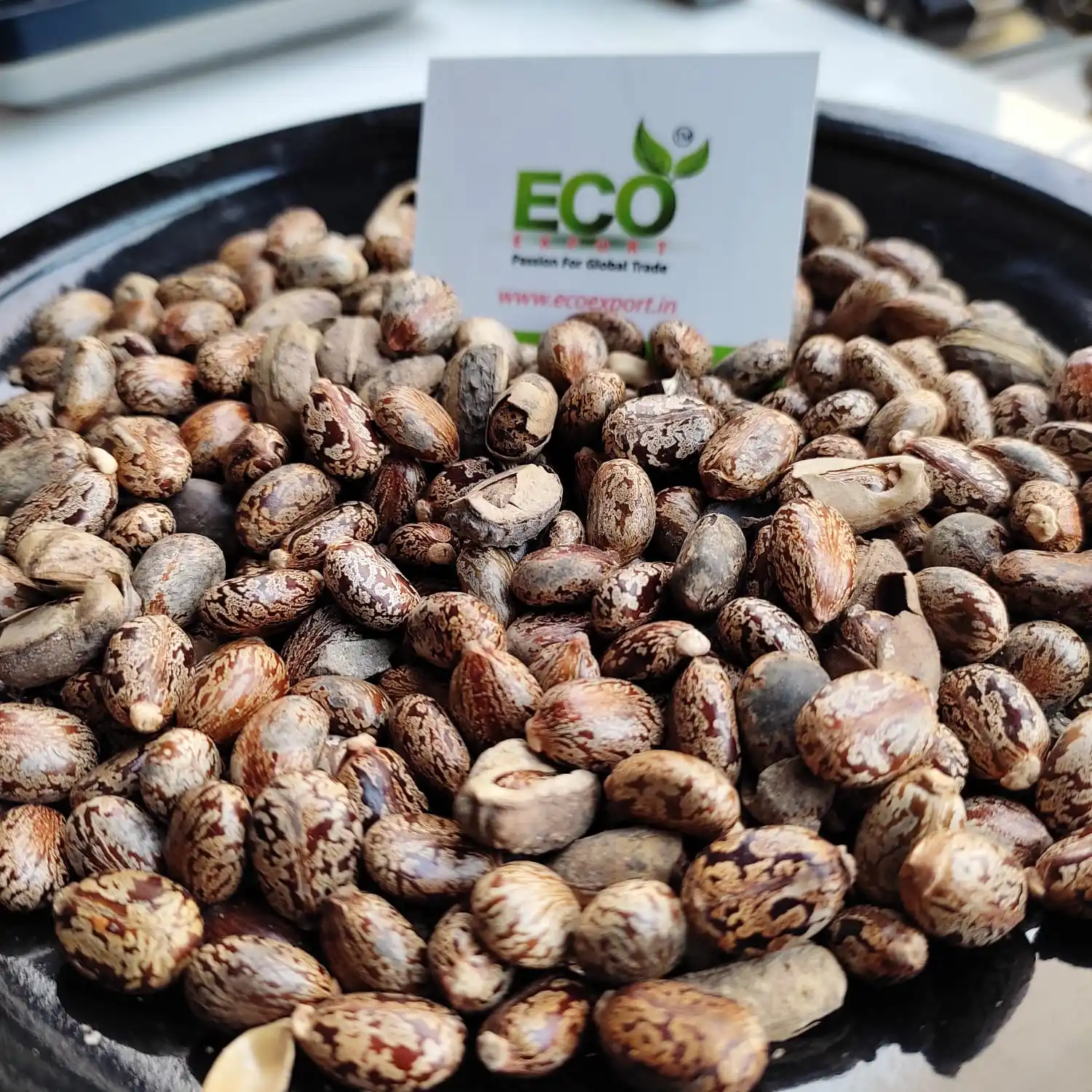 Best Price Hybrid Castor Oil Seeds High Quality with High Oil Content Castor Beans