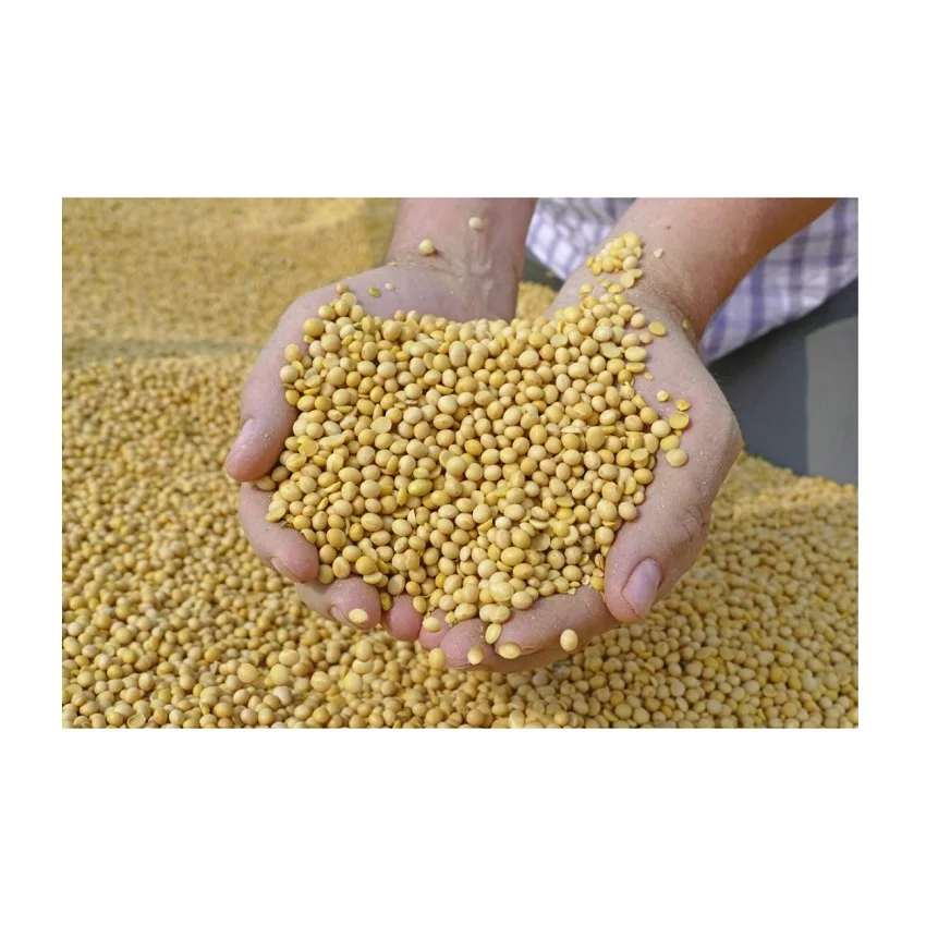 Производство качество Non-Gmo соевые бобы желтый