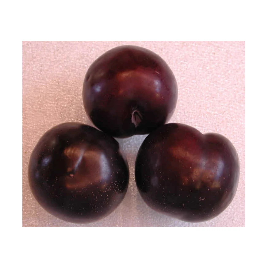 New crop of Fresh Chinese Navel Orange yong chun Mandarin Oranges fruit for wholesale