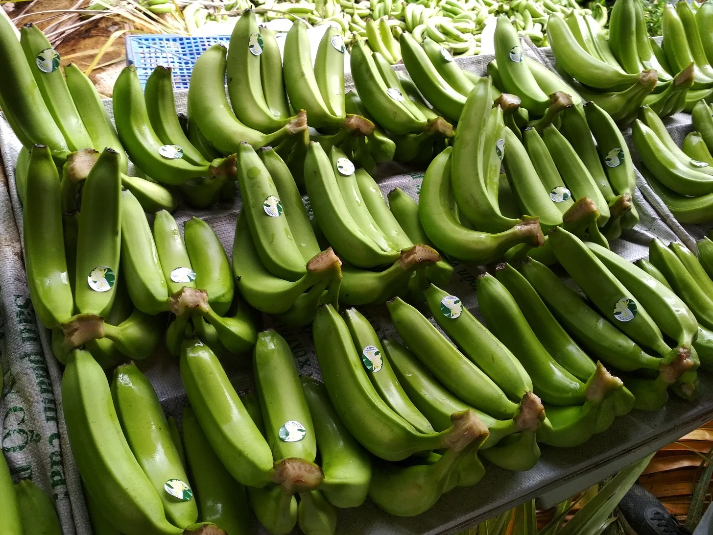 Premium Fresh Bananas, Sweet and Natural, Ideal for Snacking and Cooking, High-Quality Fruit, Bulk Orders Available, Authentic