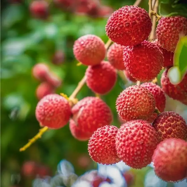 BEST FRUIT IN VIETNAM LYCHEE, GLOBAL GAP CERTIFICATE