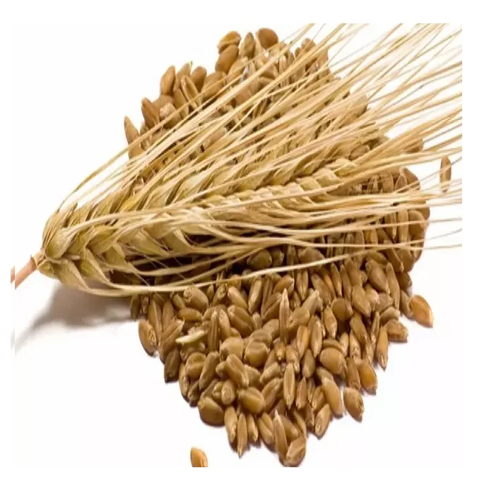 Корм ячменя/ячменя премиум класса ячмень энергетический для корма животных