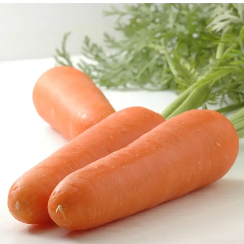 Premium Quality Fresh Carrots/Organic Carrots from New season 2023