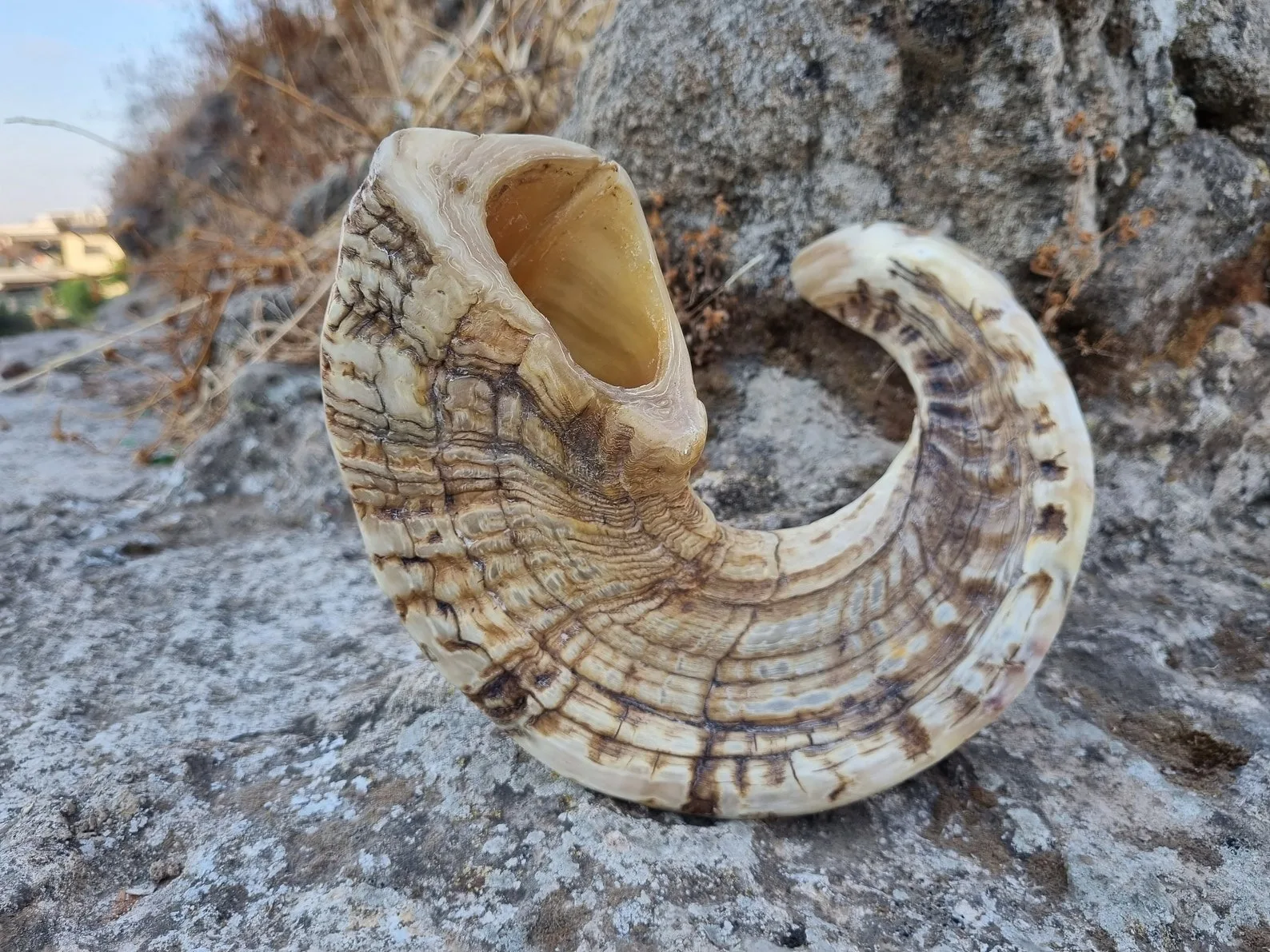 Natural Ram & Lamb Horn Dog Chew & Treats Good for Dog Chew at Very Cheap Price by OCEAN EXPORT