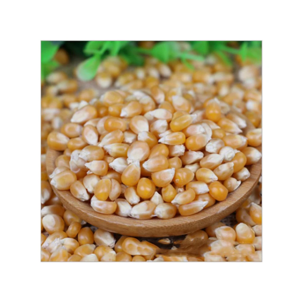 Оптовая продажа Желтая Кукуруза/желтая кукуруза для потребления
