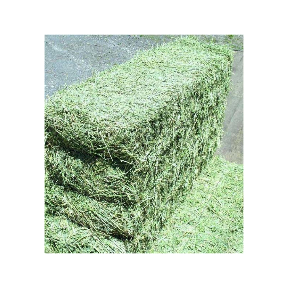 Ready Stock Alfalfa Hay / Alfalfa Baled for Export