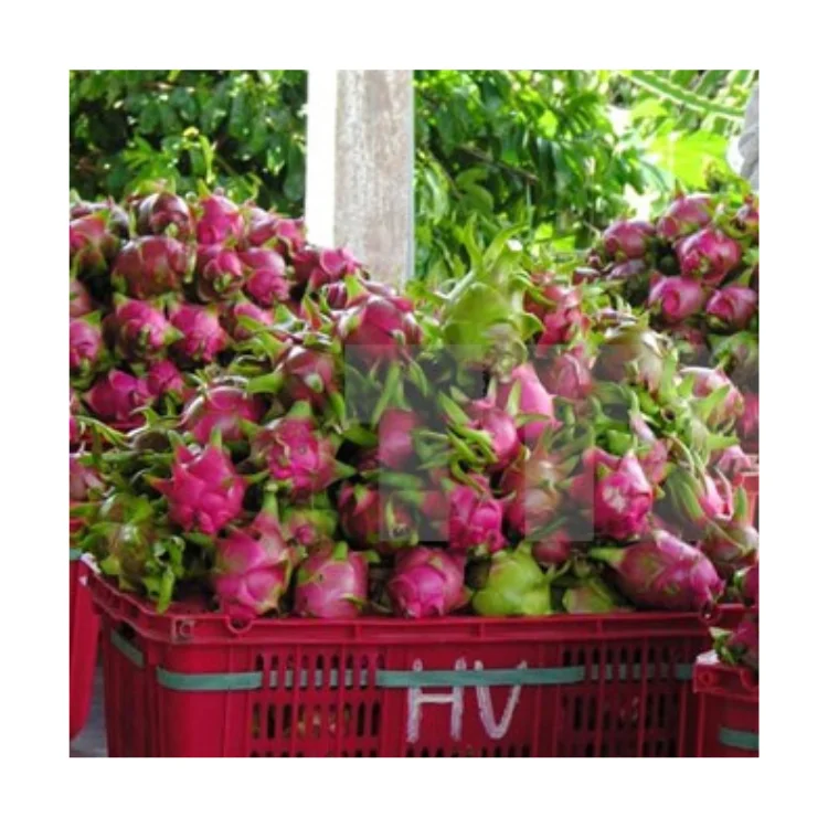 New Quality Premium Fresh Dragon Fruit Green Vina Fresh Organic Natural Sweet From Vietnam Manufacturer