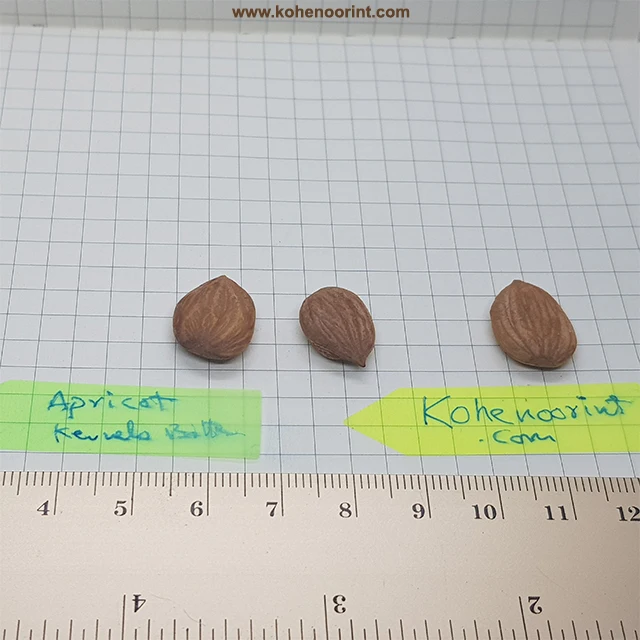 Apricot Kernels ~ Prunus armeniaca Abrikozenpitten 15Kg and 01 Kg Bags