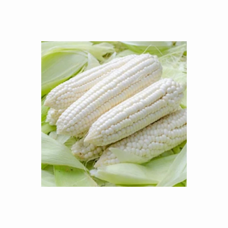 Лидер продаж не желтая кукуруза и белая кукуруза/попкорн для кормления человека животных