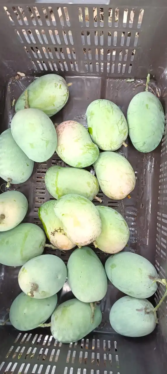 KESAR GIR GI TAGGED MANGO SWEET MANGO PEEL AND EAT MATURITY 90%