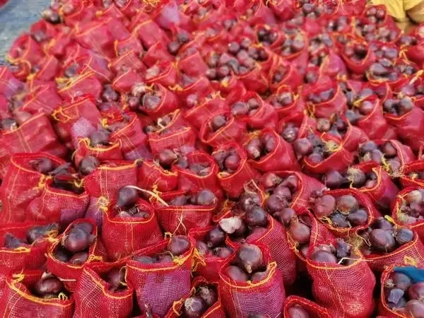 Fresh Red Onions New Harvest Wholesale Seasoned Foods spices big onions Top Grade