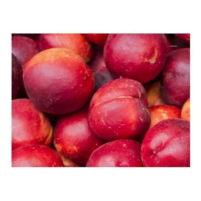 Wholesale Price Fresh Fruits Plums Bulk Stock Available For Sale