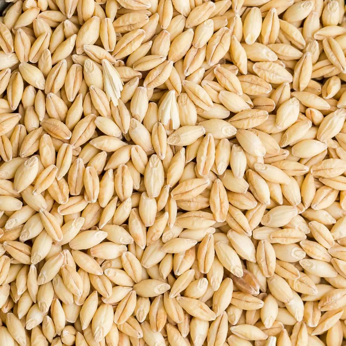 Animal feed barley/bulk barley grains wheat grains  at affordable price