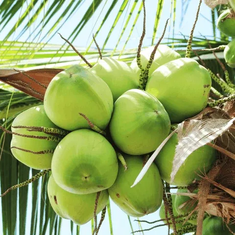 Fresh Young Coconut Water From Vietnam | Tropical Fresh Fruit From Vietnam | V.A.F Vietnam Agriculture Food
