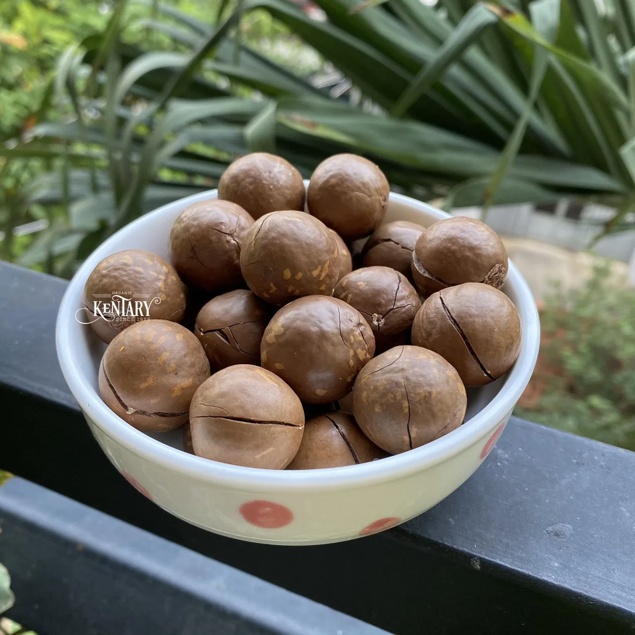 Bulk Macadamia Nut Cracker In Sell Hight Quality Best Price Made in Vietnam 100% Pure non GMO