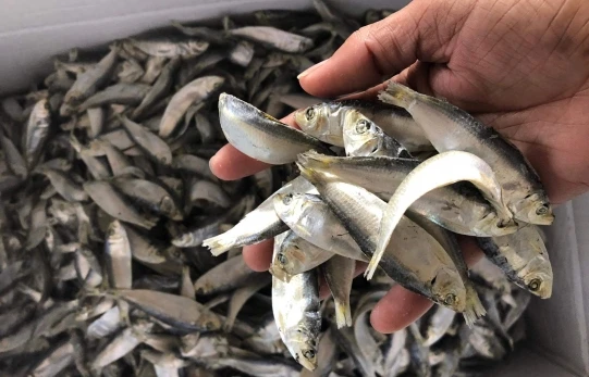 The best seller 100% Natural Dried Herring - Top quality Vietnam Seafood with the best price