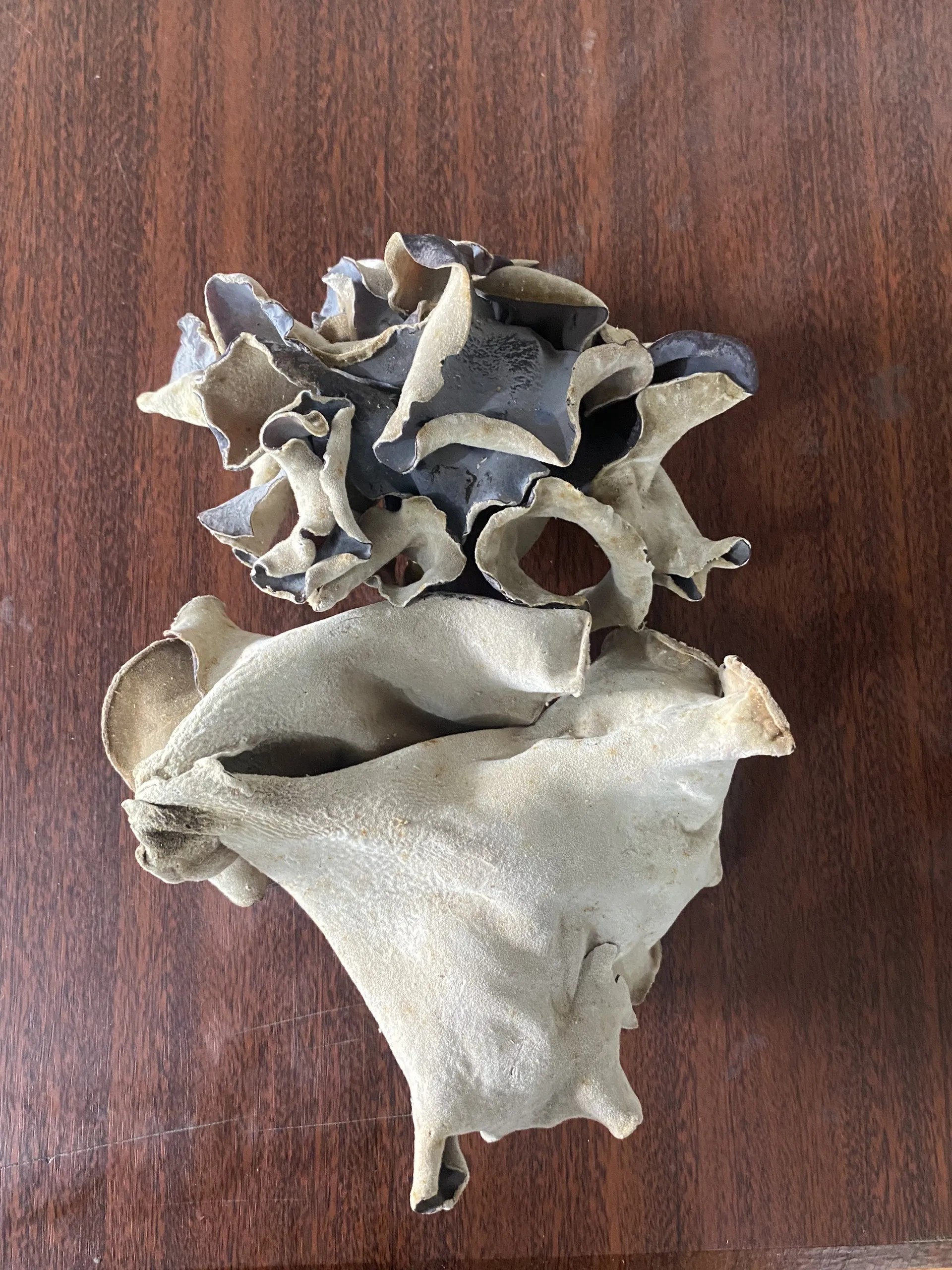 Whole New Vietnam High Quality Dried tree ear mushrooms dried black fungus mushroom dried black fungus small black wood ear agar