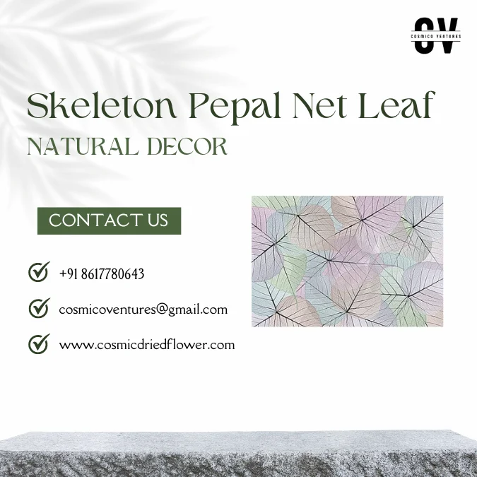 High Quality Wholesale Natural Skeleton Pepal Net Leaf for Dried Flower Arrangement DIY Craft
