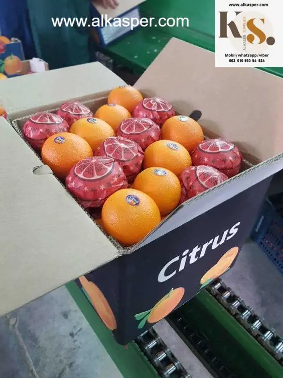 Fresh Navel Orange is now available for reservations wholesale (TOP QUALITY) Special Discount