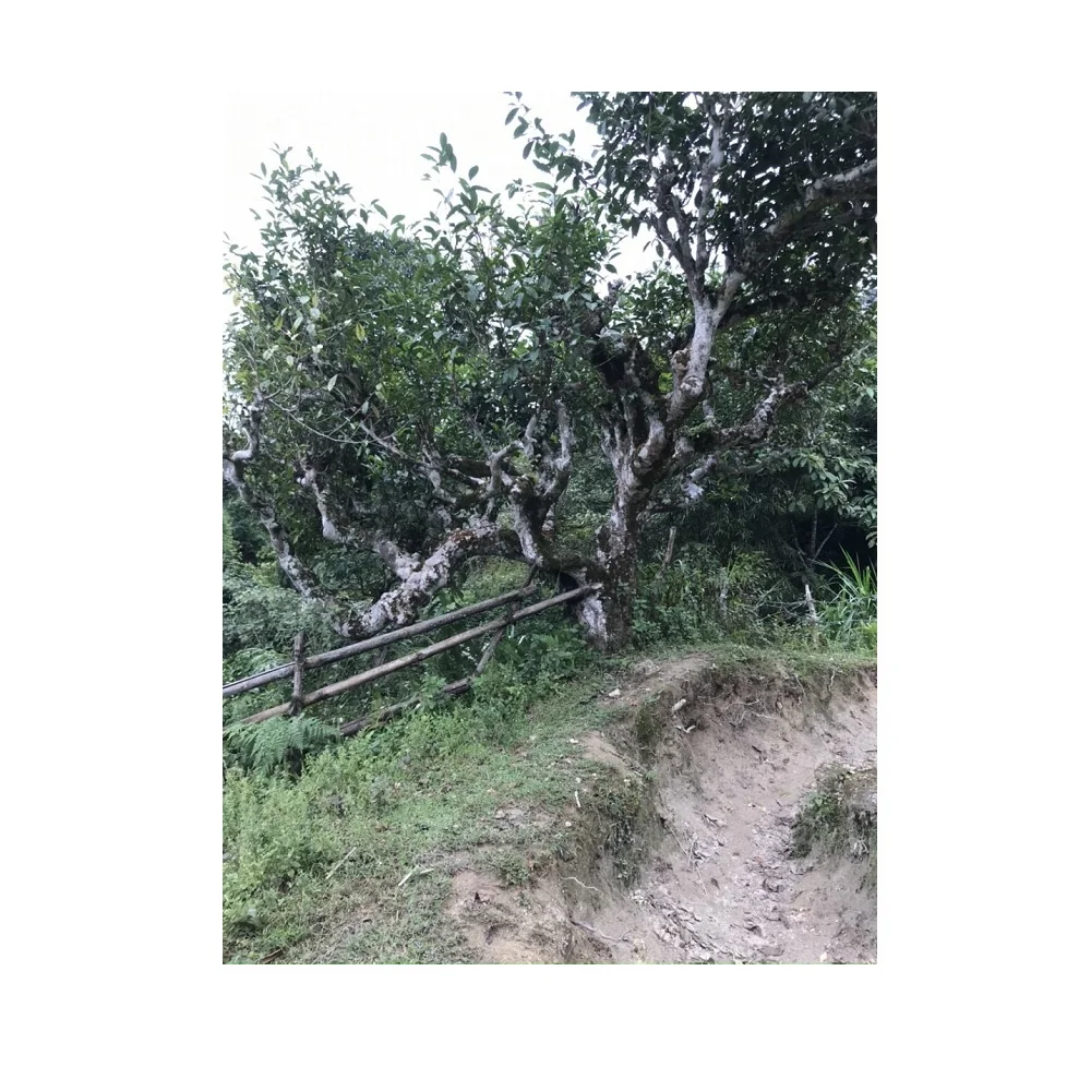 Blended Type Top Cheap Bag Green Gift Package Customize Quality Support OEM/ODM tea drinks Snow Shan Tea From Vietnam