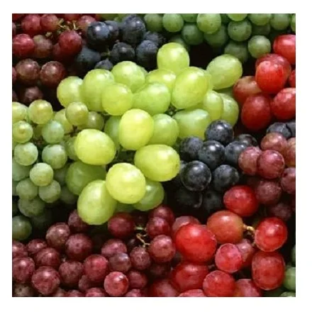 Grapes Sweet & Seedless Natural Green Grapes with Rich Vitamins Produced in France