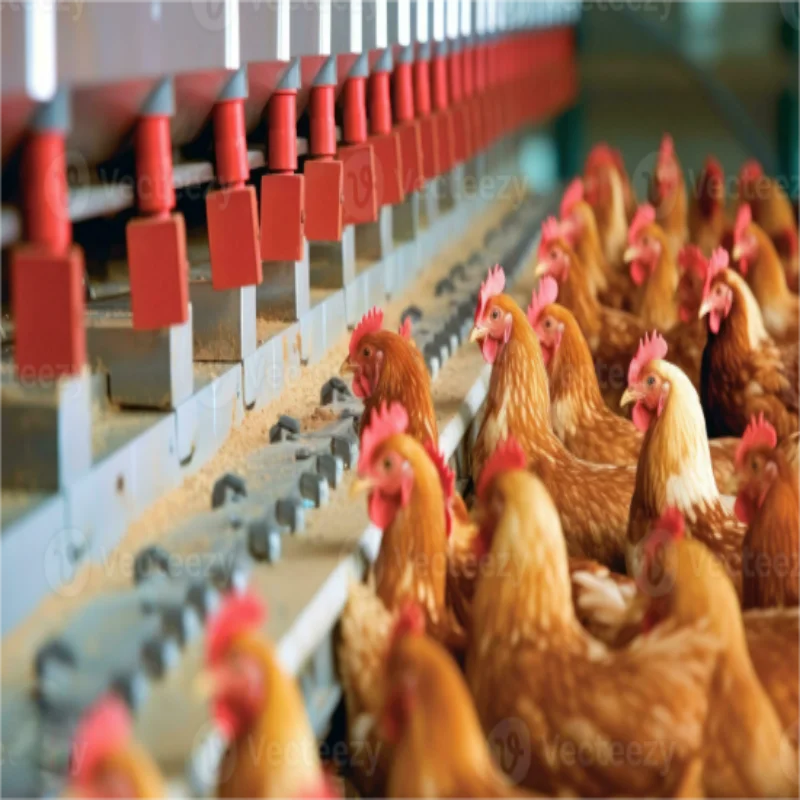 Thermal Insulation Air Convection Poultry Farming Animal Shed Steel Structure Building Chicken Cow House