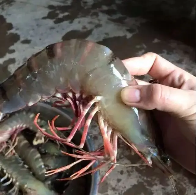 shrimps 11.JPG